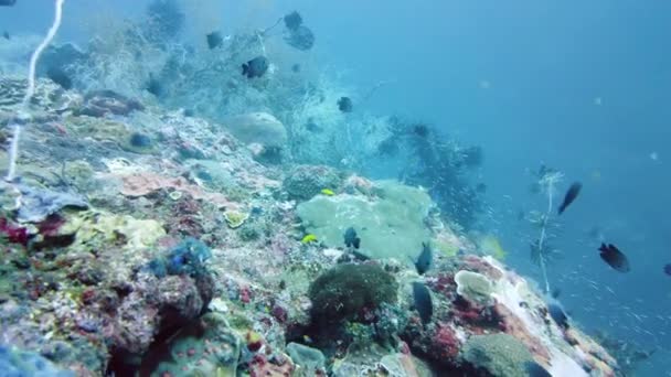 Recifes de coral e peixes tropicais. Leyte, Filipinas. — Vídeo de Stock