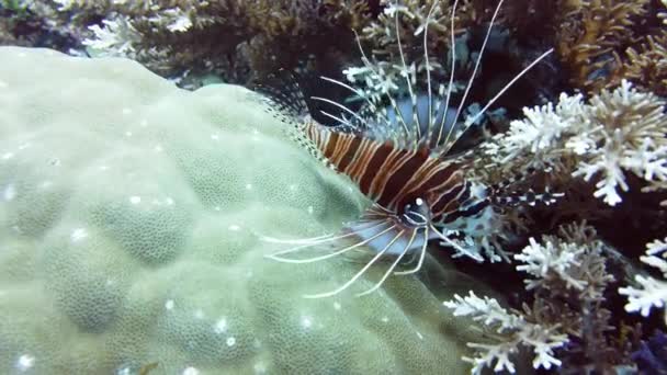 Lionfish debaixo de água e mundo subaquático. Leyte, Filipinas . — Vídeo de Stock