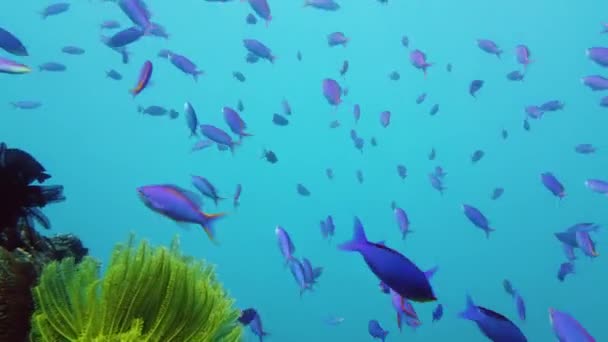 Coral reef and tropical fish. Leyte, Philippines. — Stock Video