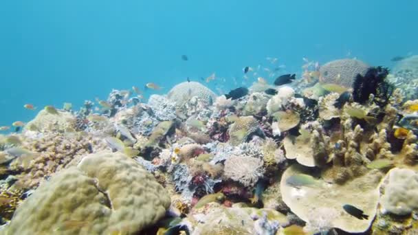 O mundo subaquático de um recife de coral. Leyte, Filipinas. — Vídeo de Stock