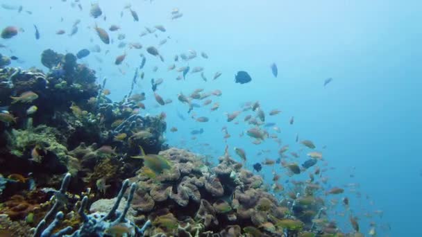 Recifes de coral e peixes tropicais. Leyte, Filipinas. — Vídeo de Stock