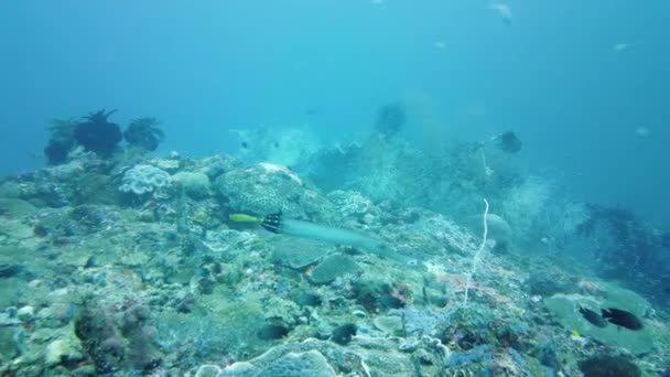 Arrecife de coral con peces bajo el agua. Leyte, Filipinas. — Vídeos de Stock