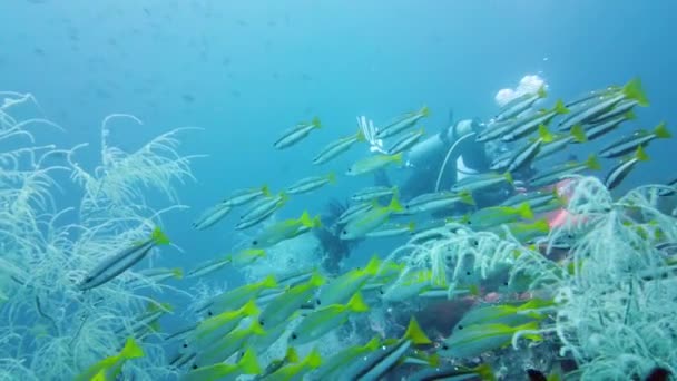 Peixes tropicais no oceano azul. Leyte, Filipinas. — Vídeo de Stock