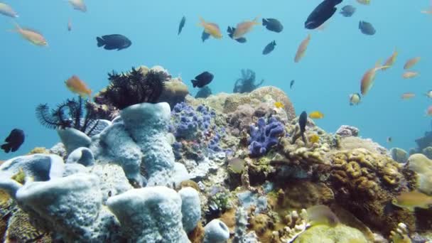 Mercan kayalıkları ve tropikal balıklar. Leyte, Filipinler. — Stok video