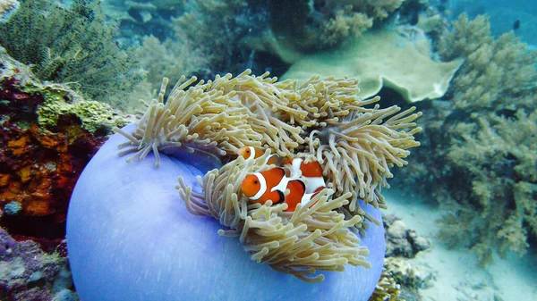Sea anemone and clown fish. — Stock Photo, Image