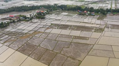 Luzon adasındaki tarım arazileri.
