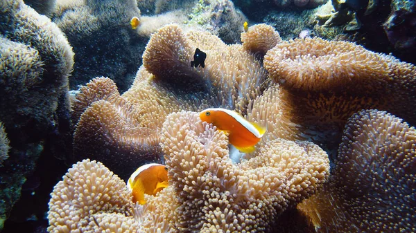 Sea anemone and clown fish. — Stock Photo, Image