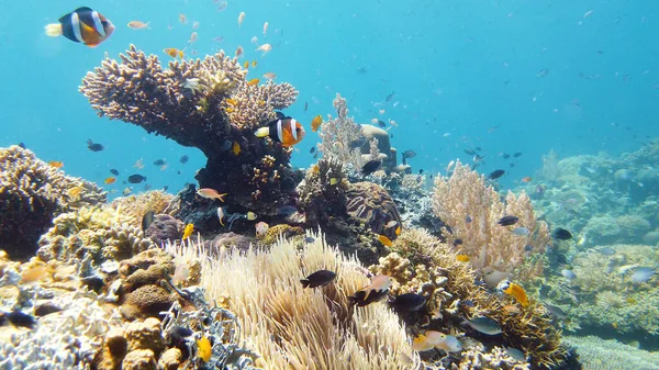 Arrecife de coral y peces tropicales. Leyte, Filipinas. — Foto de Stock