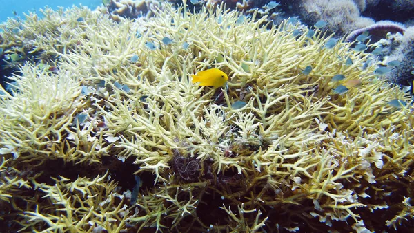 Korálové útesy a tropické ryby pod vodou. Leyte, Filipíny. — Stock fotografie