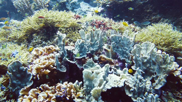 Arrecife de coral y peces tropicales. Leyte, Filipinas. —  Fotos de Stock