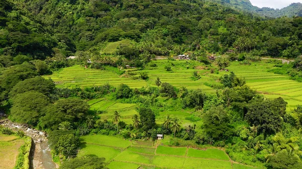 Bright landscape with rice terraces, view from above. — Stock Photo, Image