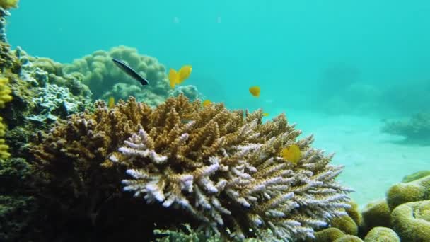 Mercan resifi ve tropikal balıklar su altında. Leyte, Filipinler. — Stok video