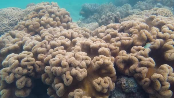 珊瑚礁的水下世界。Leyte，菲律宾. — 图库视频影像