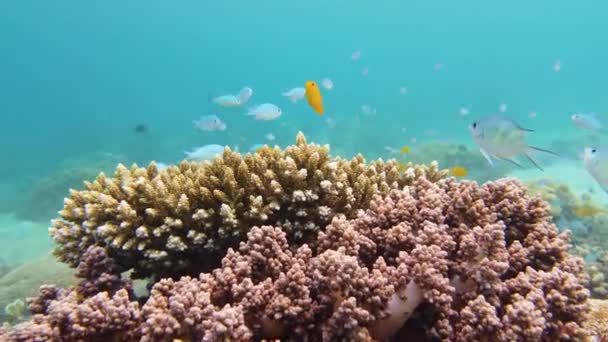 Le monde sous-marin d'un récif corallien. Leyte, Philippines. — Video