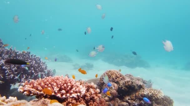 Rafa koralowa i tropikalne ryby pod wodą. Leyte, Filipiny. — Wideo stockowe