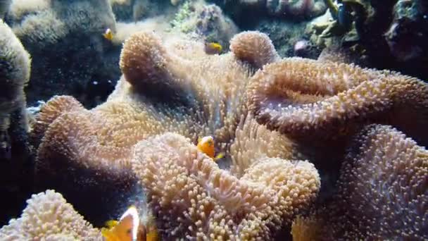 Sea anemone and clown fish. — Stock Video