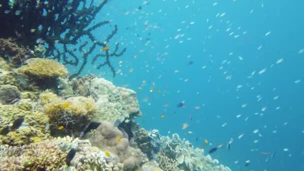 Koraalrif met vis onder water. Leyte, Filipijnen. — Stockvideo