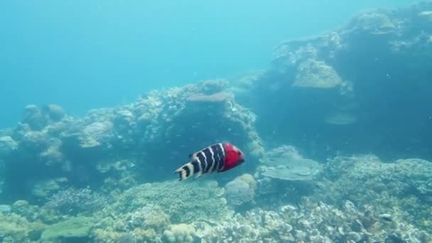 Korallzátony halakkal a víz alatt. Leyte, Fülöp-szigetek. — Stock videók