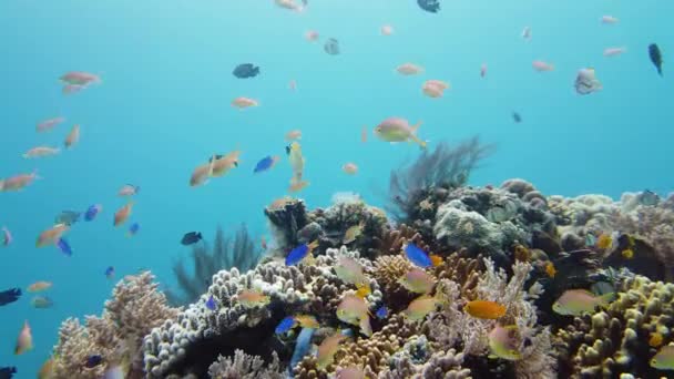 Rafa koralowa z rybami pod wodą. Leyte, Filipiny. — Wideo stockowe