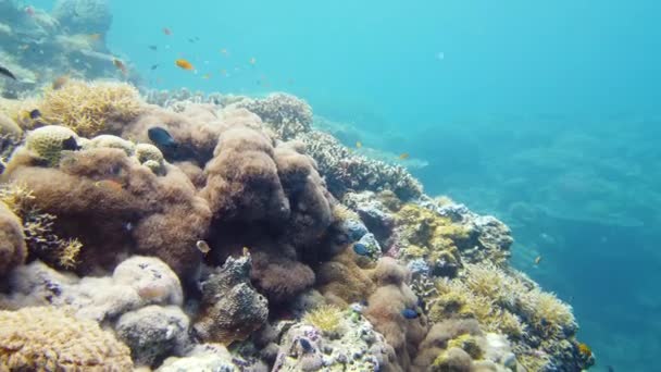 Korallrev och tropisk fisk under vatten. Leyte, Filippinerna. — Stockvideo