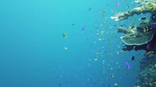 Recifes de coral e peixes tropicais. Leyte, Filipinas. — Vídeo de Stock