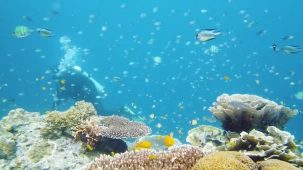Arrecife de coral con peces bajo el agua. Leyte, Filipinas. — Vídeos de Stock