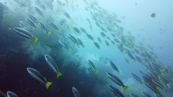 Korallrev med fisk under vatten. Leyte, Filippinerna. — Stockvideo