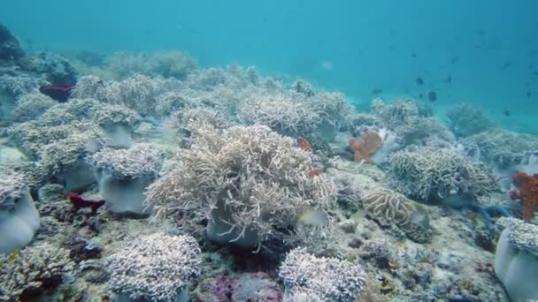 Die Unterwasserwelt eines Korallenriffs. Leyte, Philippinen. — Stockvideo