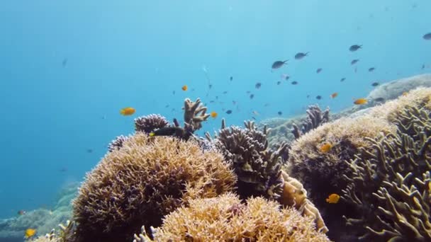 Korálový útes s rybami pod vodou. Leyte, Filipíny. — Stock video
