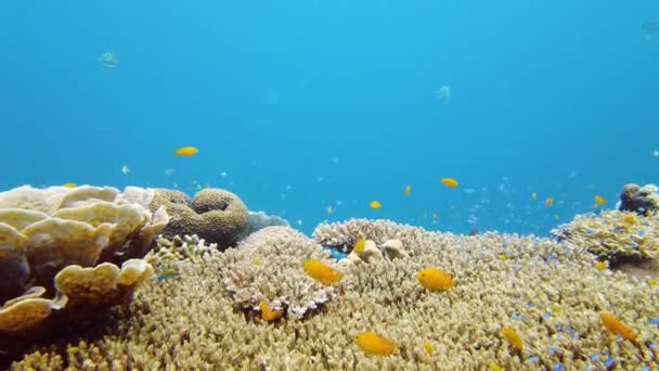 De onderwaterwereld van een koraalrif. Leyte, Filipijnen. — Stockvideo