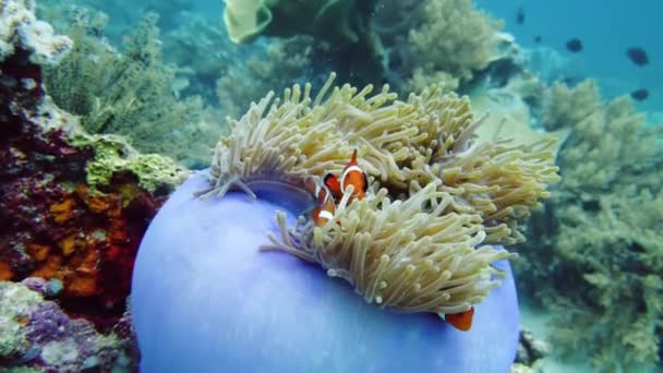 Seeanemone und Clownfische. — Stockvideo