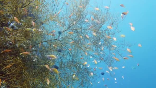 Recifes de coral e peixes tropicais. Leyte, Filipinas. — Vídeo de Stock