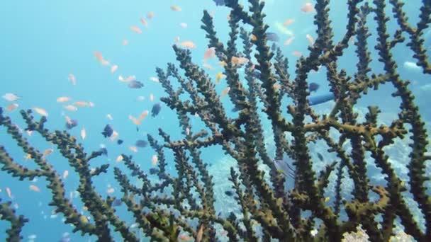 Recifes de corais e peixes tropicais subaquáticos. Leyte, Filipinas. — Vídeo de Stock