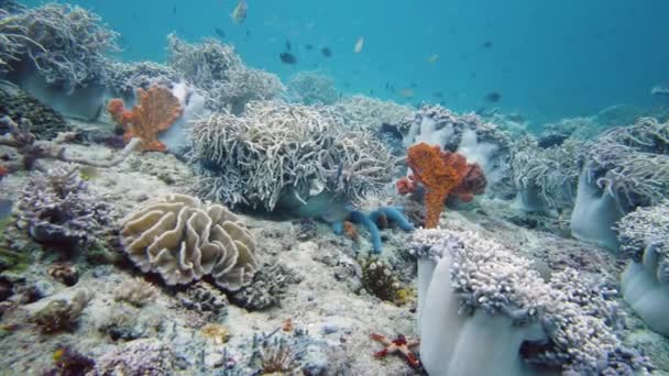 Recifes de coral e peixes tropicais. Leyte, Filipinas. — Vídeo de Stock