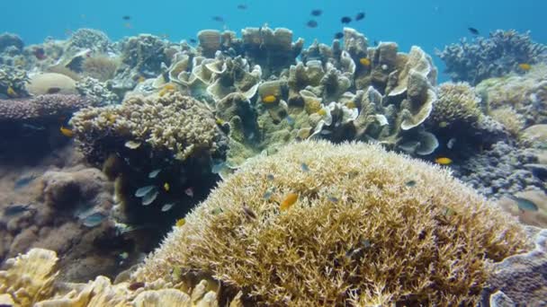 Korálový útes s rybami pod vodou. Leyte, Filipíny. — Stock video