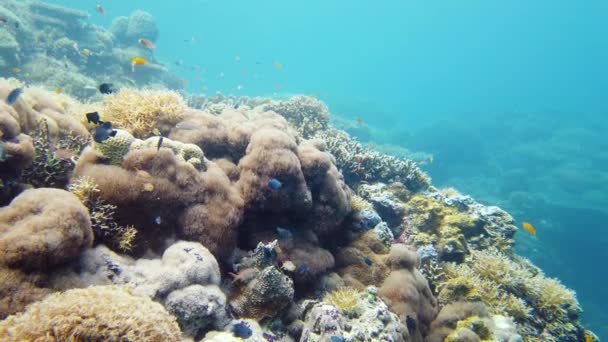 Arrecife de coral y peces tropicales. Leyte, Filipinas. — Vídeo de stock