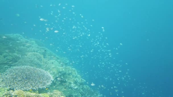 Korallenriffe und tropische Fische. Leyte, Philippinen. — Stockvideo