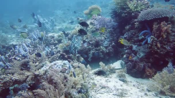 Κοραλλιογενή ύφαλο και τροπικά ψάρια. Leyte, Φιλιππίνες. — Αρχείο Βίντεο