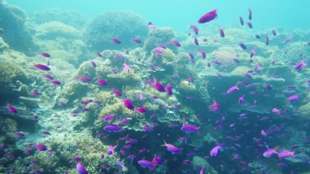 Coral reef and tropical fish. Leyte, Philippines. — Stock Video