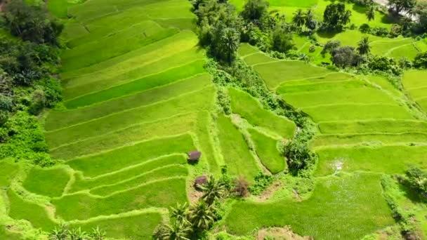 Terraços de arroz nas Filipinas. A aldeia está em um vale entre os terraços de arroz. Cultivo de arroz no norte das Filipinas. — Vídeo de Stock