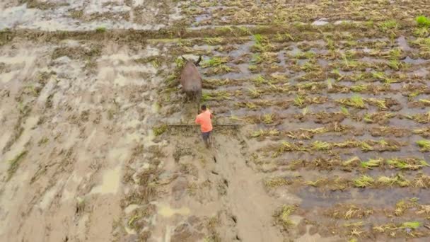Бык вспахивает поле для посадки риса. . — стоковое видео