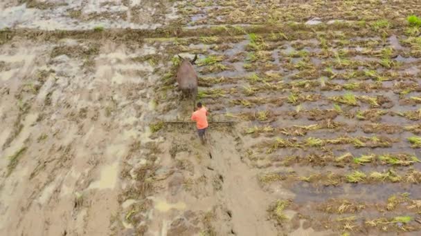 Un taureau laboure le champ agricole pour planter du riz .