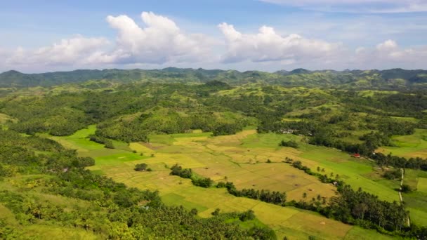 Campos Paddy nas Filipinas. Paisagem montanhosa com colinas verdes e terras agrícolas. — Vídeo de Stock