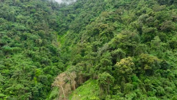 The mountain range is covered with evergreen rain forest. — Stock Video