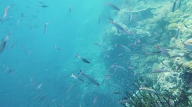 Mercan resifi ve tropikal balıklar su altında. Leyte, Filipinler.