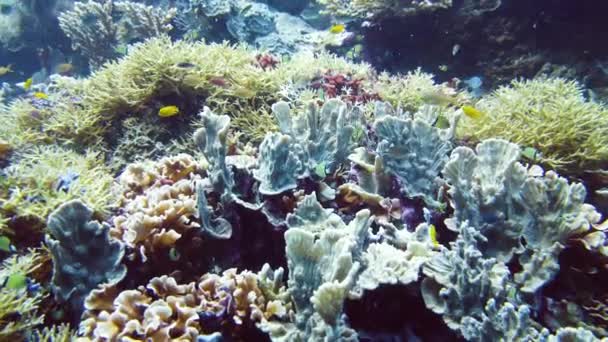 Korallrev och tropisk fisk. Leyte, Filippinerna. — Stockvideo