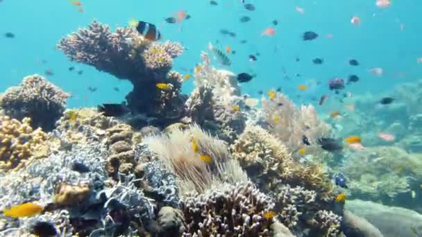 Recifes de coral e peixes tropicais. Leyte, Filipinas. — Vídeo de Stock