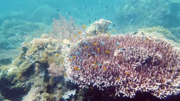 Recifes de coral com peixes subaquáticos. Leyte, Filipinas. — Vídeo de Stock