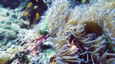 Deniz şakayığı ve palyaço balığı.