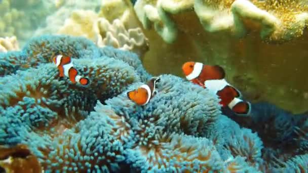 Seeanemone und Clownfische. — Stockvideo